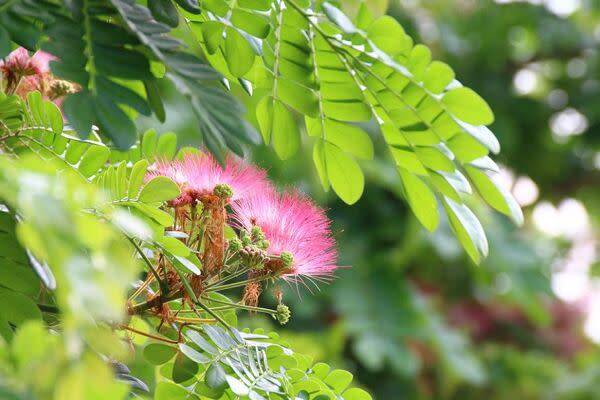 Tailler l'albizia