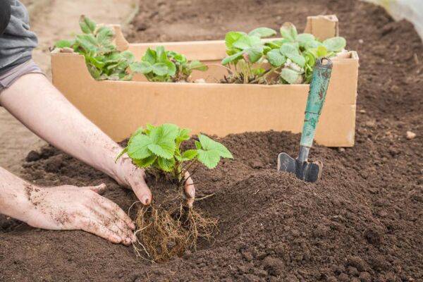 Quand planter des fraisiers remontants ?