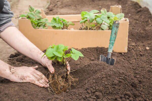 Quand planter des fraisiers remontants ?