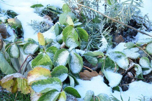 Comment protéger les fraisiers en hiver ?