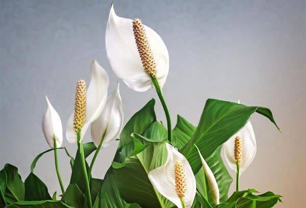 Plante d'intérieur : le spathiphyllum