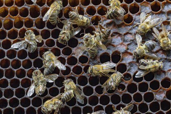 Comment traiter les maladies des abeilles et de la ruche ?