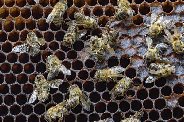 Comment traiter les maladies des abeilles et de la ruche ?