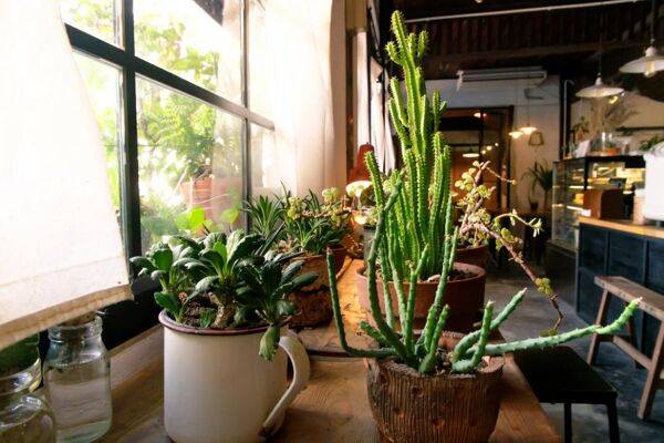 Quel est le bon éclairage pour les plantes d'intérieur ?