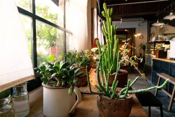 Quel est le bon éclairage pour les plantes d'intérieur ?
