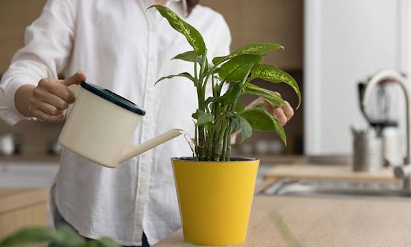 Soignez vos plantes d'intérieur en hiver