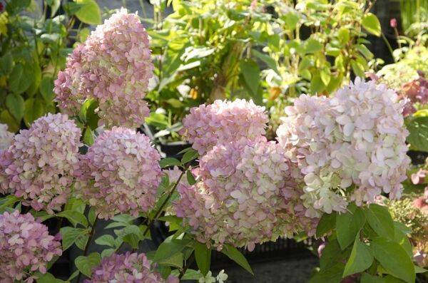 Taille de l'hortensia paniculata
