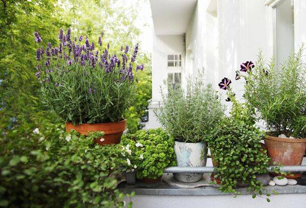 Choisir l'arrosage de ses plantes sur le balcon et la terrasse