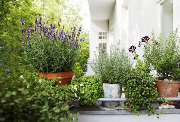 Choisir l'arrosage de ses plantes sur le balcon et la terrasse