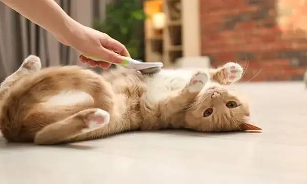 Comment prévenir les boules de poils chez le chat ?