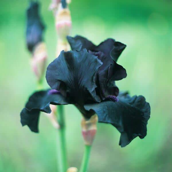 Les iris noirs