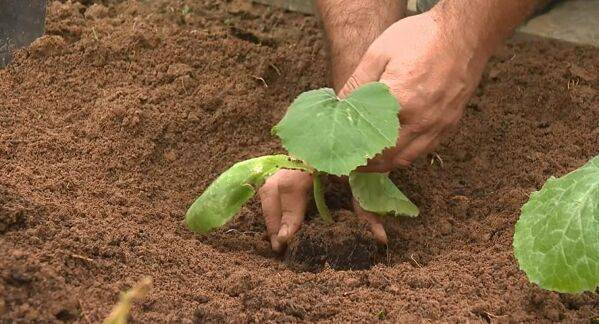 Le meilleur emplacement pour les courgettes