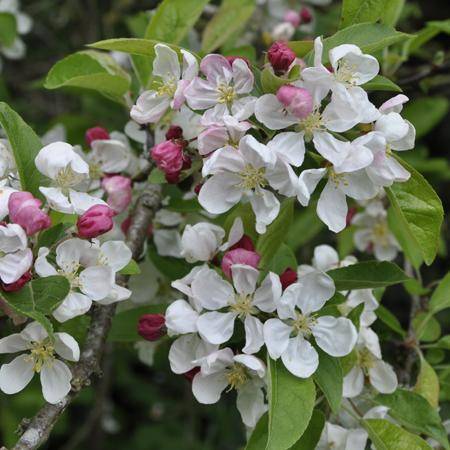Repérez la fleur reine des pommiers