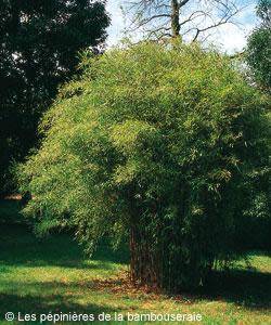 Choisir un bambou pour un bosquet ou un massif