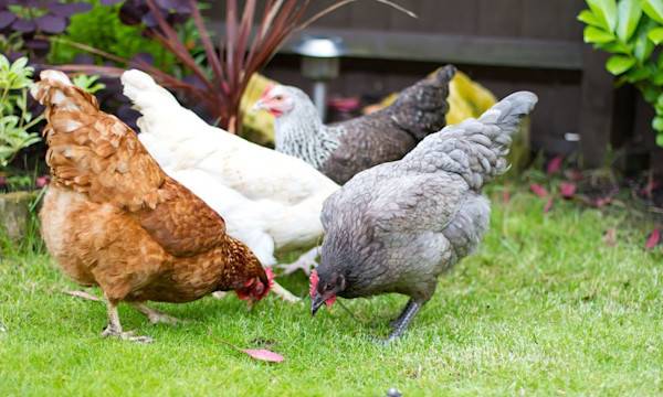 Comment s’occuper de ses poules ? - © smikeymikey1 - stock.adobe.com
