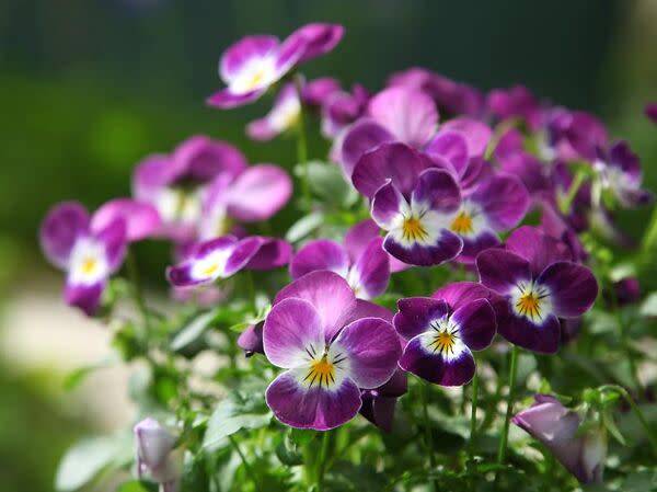 Pensez aux fleurs de pensée pour égayer votre extérieur