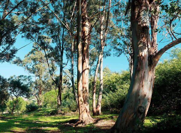 Eucalyptus