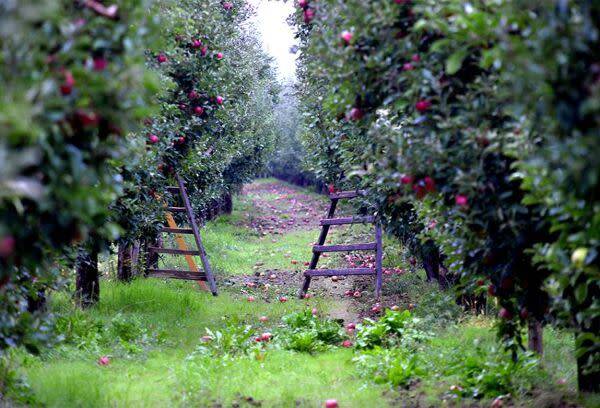 Planter les arbres fruitiers