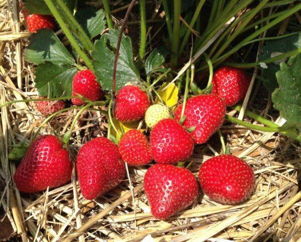 Que choisir comme paillage pour les fraisiers ?