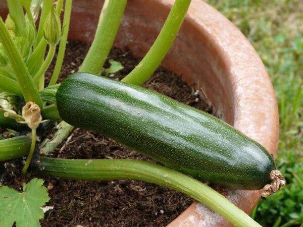 Courgette en pot