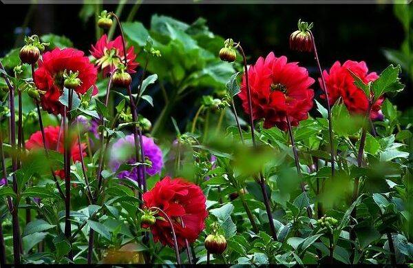 Protéger de l'hiver : le dahlia