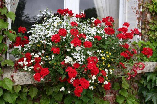 fleurs aux fenêtres