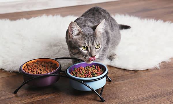 Les 6 avantages des croquettes pour chat