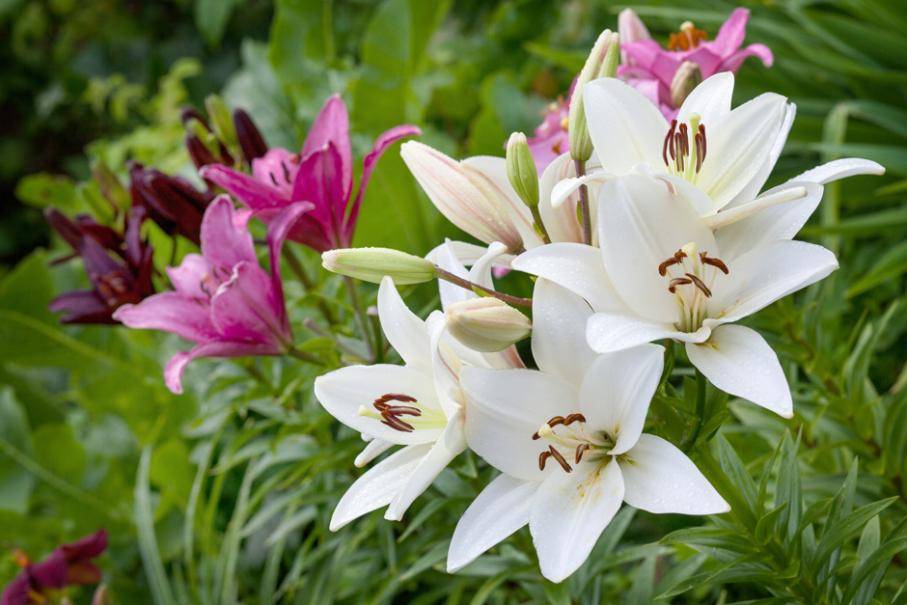 20 Graines De Lys Exotiques Rares - Plantes Vivaces, Pour Jardin Ou Pot, Multicolores