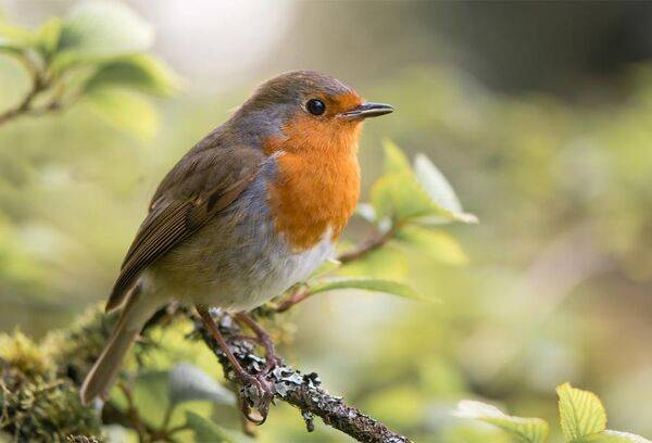 rouge gorge