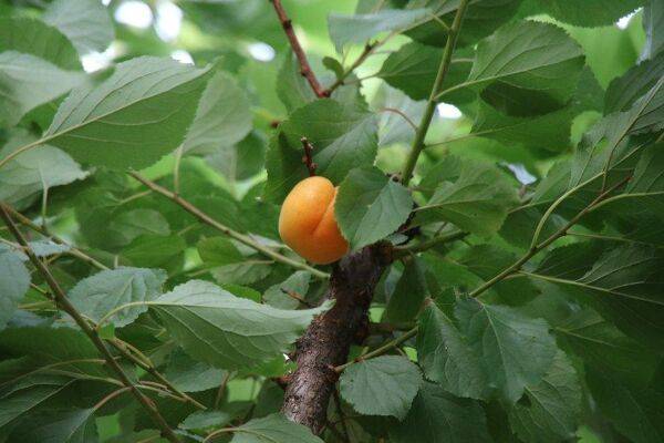 Pourquoi mon abricotier produit peu de fruits ?