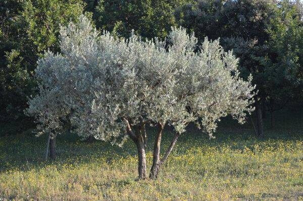 Olea europaea