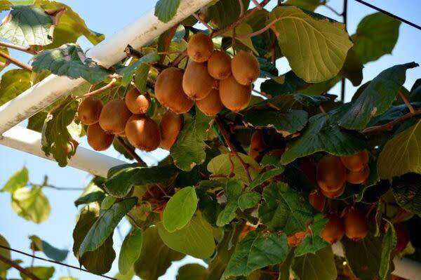 Quand et comment tailler le kiwi ?