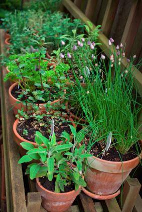 Plantez des aromatiques