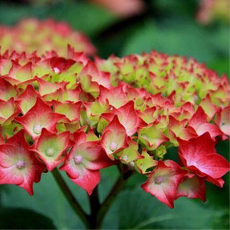 Hortensias "Hovaria" originaux et épatants…