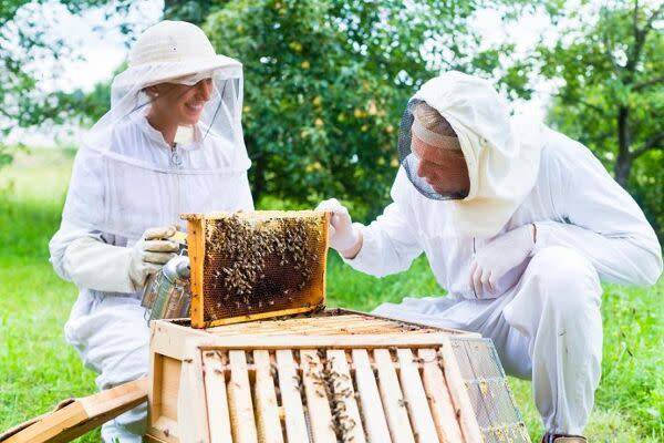 Abeilles : le bon équipement