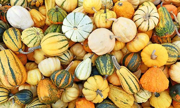Semer et planter les cucurbitacées : courges, potirons, citrouilles
