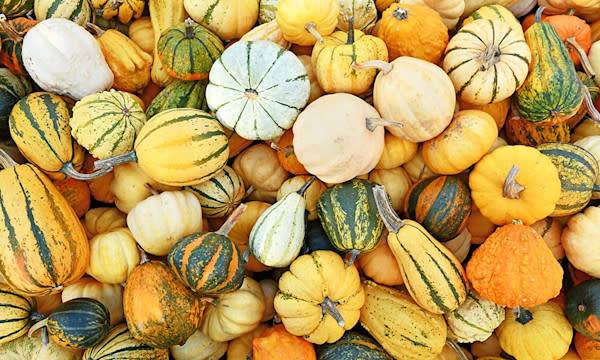 Semer et planter les cucurbitacées : courges, potirons, citrouilles