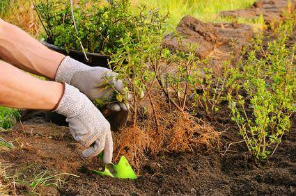Les 3 avantages de la plantation en racines nues
