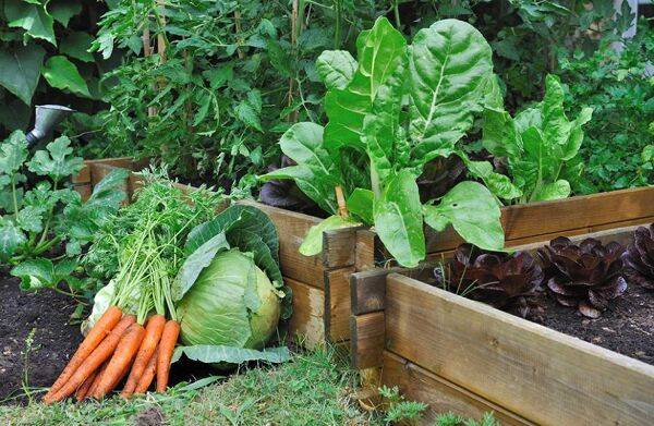 Potager en carrés : les volumes de production
