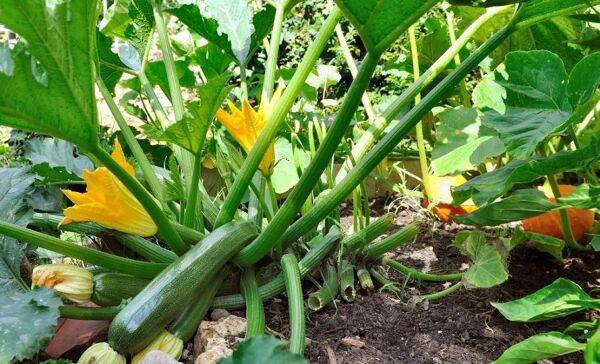 Entretien des courgettes
