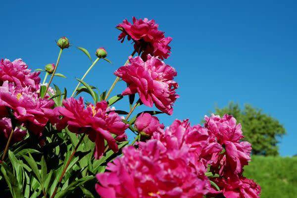 Planter les pivoines
