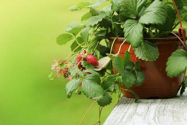 Entretenir des fraisiers en pot