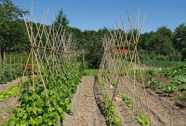 Rames pour haricots à rames