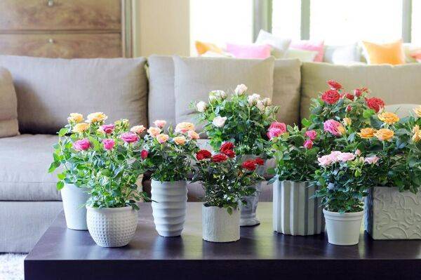 Cultivez un rosier en pot sur un balcon