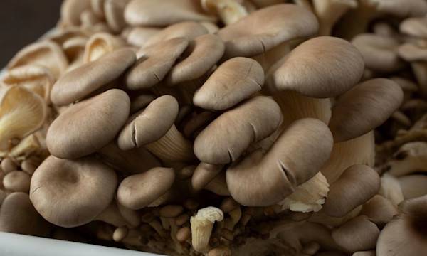 Comment faire pousser des champignons chez soi ? - © DAVID - stock.adobe.com
