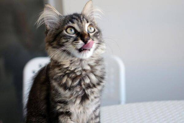 7 aliments interdits au chat