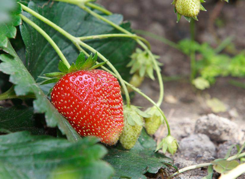 Fraisier : plantation, entretien et rcolte - Gamm vert