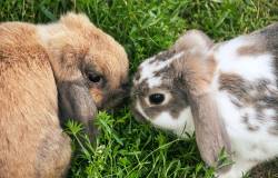 deux lapins dans un jardin