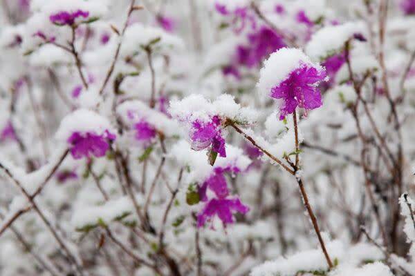 Rhododendron et gel