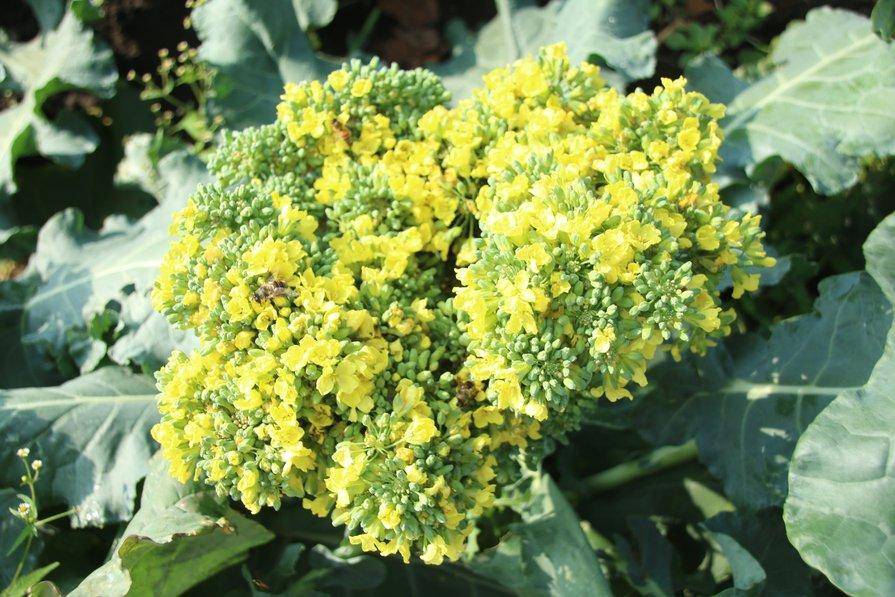 asparagus plants for sale Asparagus setaceus 'Plumosa' 6" at SPROUT HOME